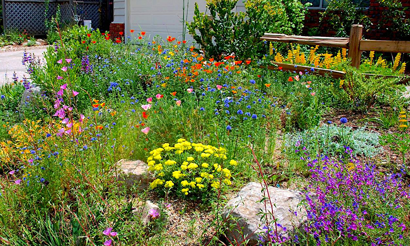 Drought Tolerant Landscape