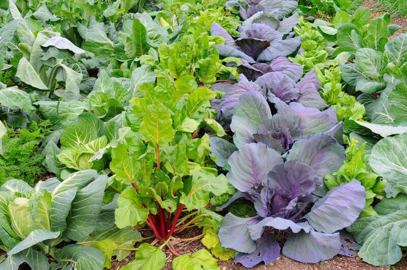 Winter vegetables growing in the garden