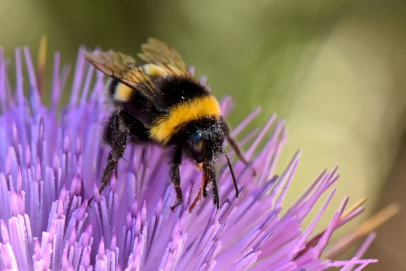 bee friendly flowers: a bumblee pollinating a plant