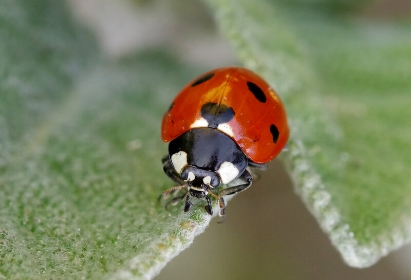 Ladybug on a leaf