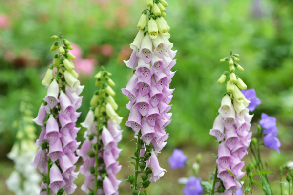 Digitalis (Foxglove) blooms in the summer garden