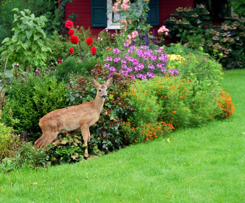 Keep Out: A Guide To Deer Resistant Landscaping