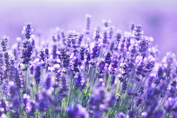 Lavender in a garden