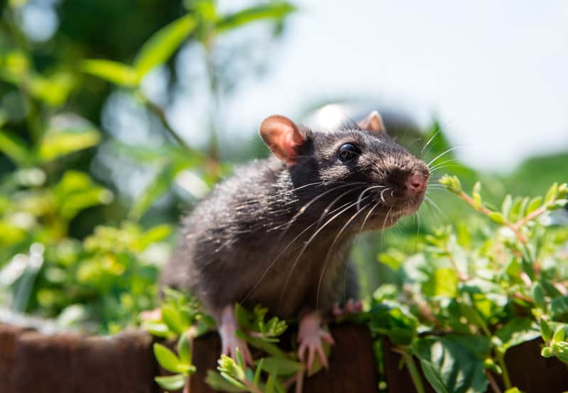 plants that keep rats away from your garden