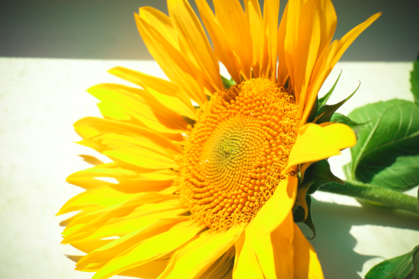 Beautiful bright sunflower close up