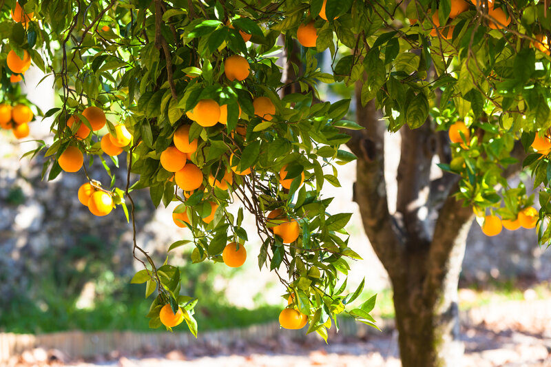 The Benefits Of Planting Fruit Trees In Your Bay Area Yard