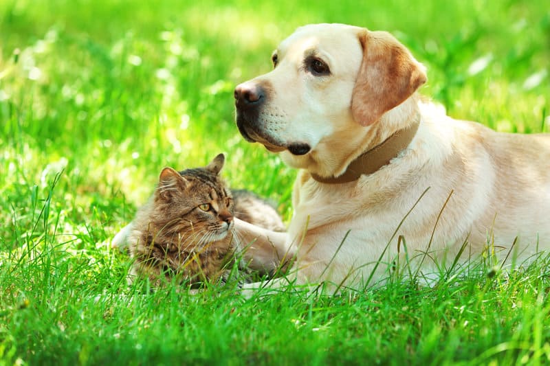 Things To Consider For Pet Friendly Landscaping