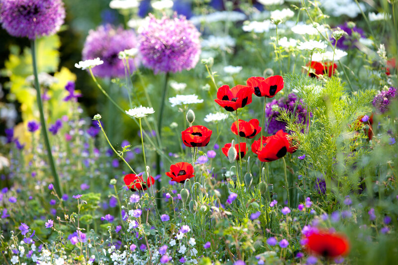 Vibrant cutting garden in full bloom