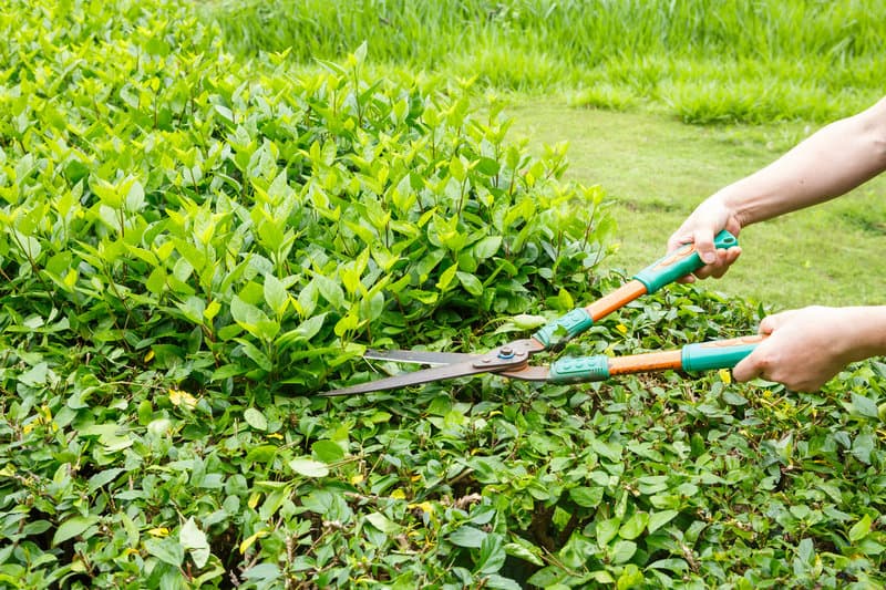 trimming overgrown shrubs